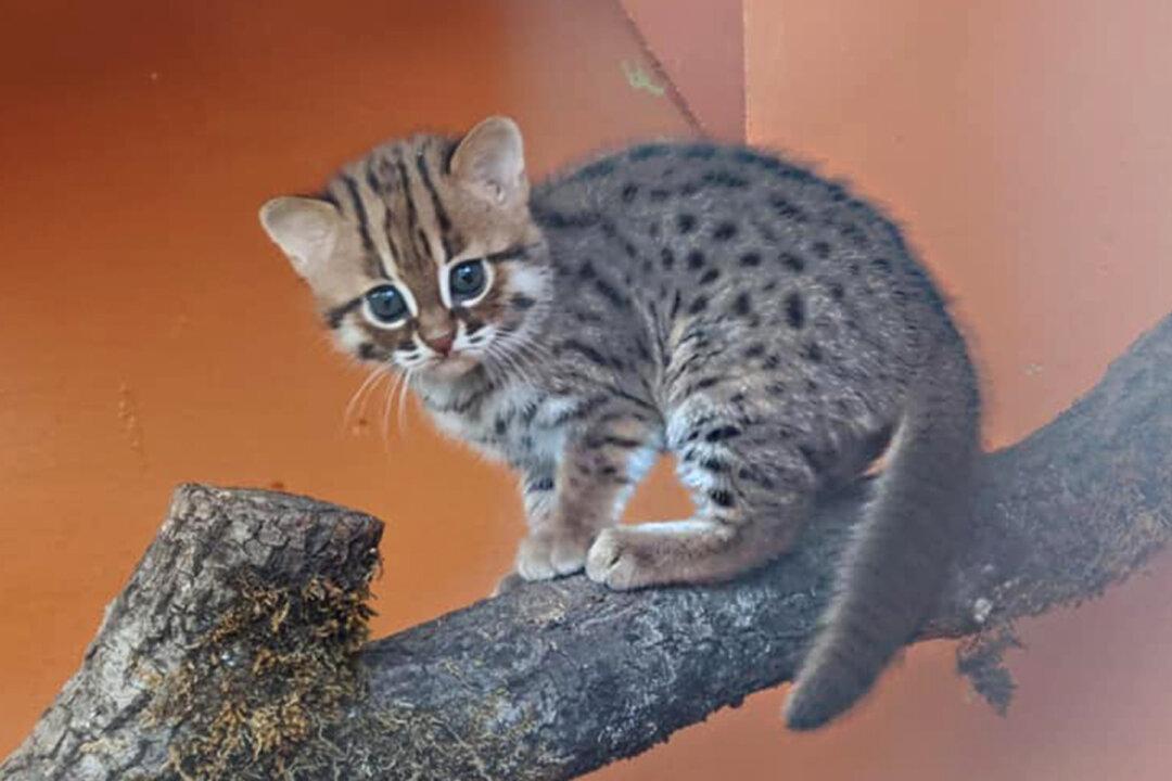 UK Animal Sanctuary Welcomes ‘World’s Smallest Feline’ Rusty-Spotted Cat Cubs, and They Are Adorable