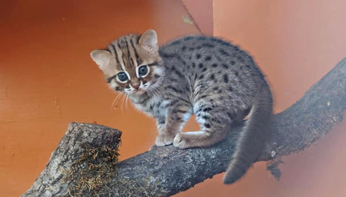 UK Animal Sanctuary Welcomes ‘World’s Smallest Feline’ Rusty-Spotted Cat Cubs, and They Are Adorable