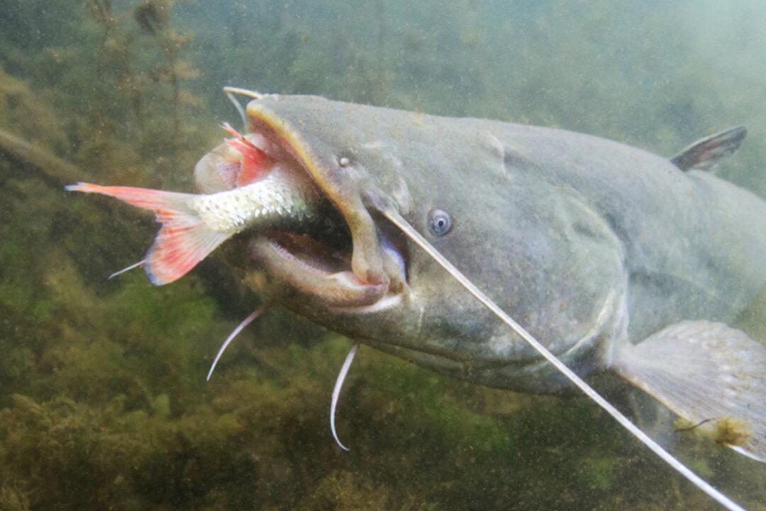 Fisherman Reels In Massive 230lb Catfish From UK River, Sets Record for Largest Catch in Europe