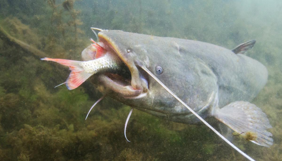 Fisherman Reels In Massive 230lb Catfish From UK River, Sets Record for Largest Catch in Europe