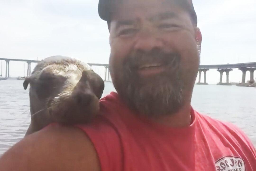 Kayaker Surprised When Adorable Baby Seal Climbs Aboard and Cuddles as He Takes Selfies and Videos