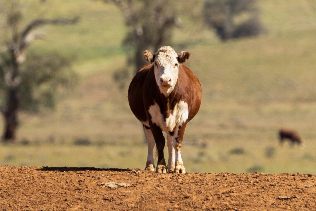 Australia Joins UN Methane Reduction Scheme, Pledges Funding for Flatulence Pill