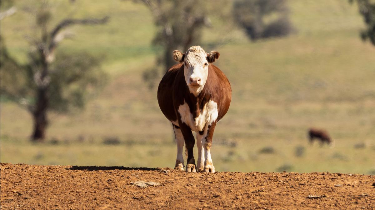 Australia Joins UN Methane Reduction Scheme, Pledges Funding for Flatulence Pill