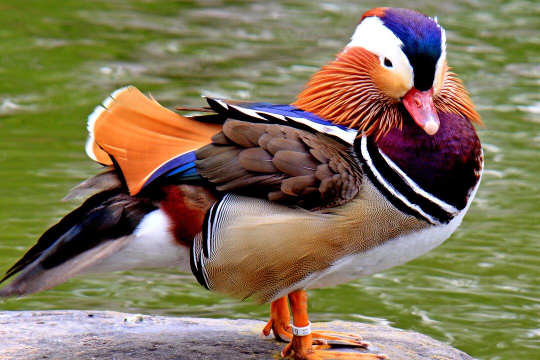 ‘The Most Beautiful Duck in the World': Mandarin Duck Sighted Again in Western Canada Lake
