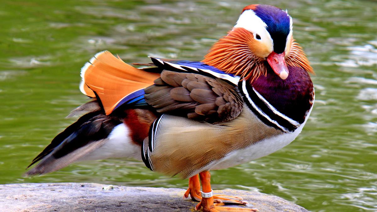 ‘The Most Beautiful Duck in the World': Mandarin Duck Sighted Again in Western Canada Lake