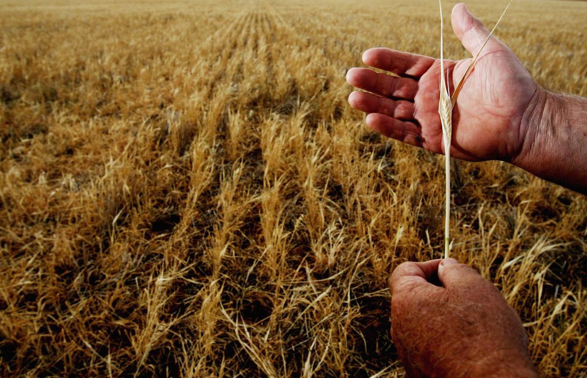 Australian Farmers Set to Achieve Record $73 Billion Season