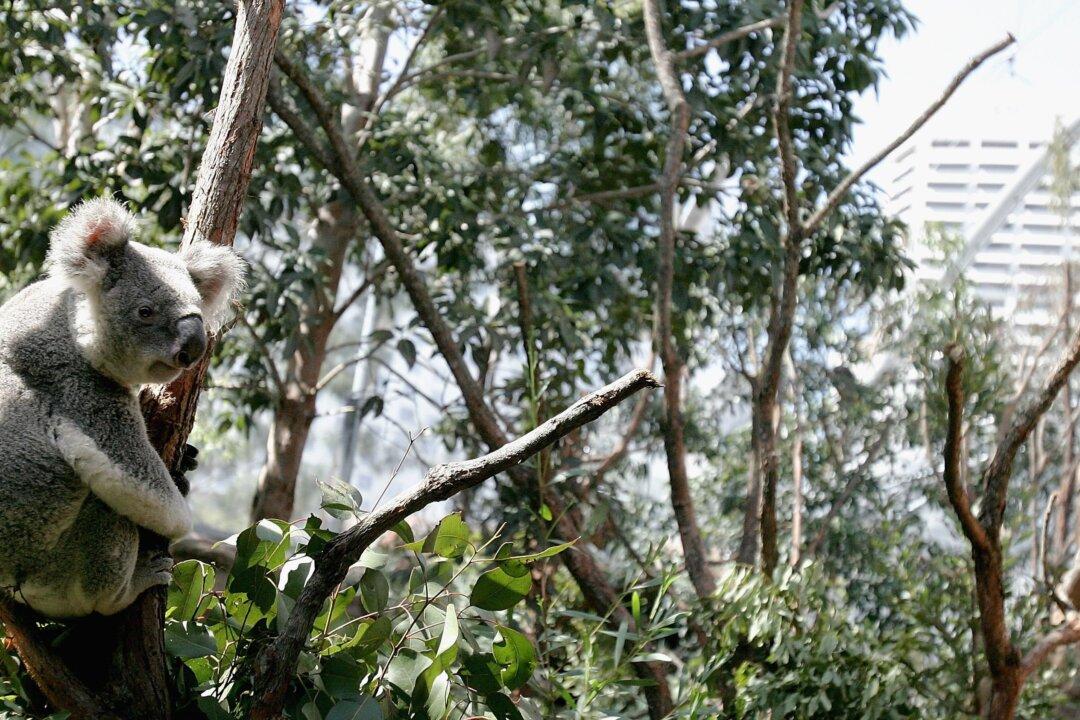 NSW Government Agrees to New Koala Policy