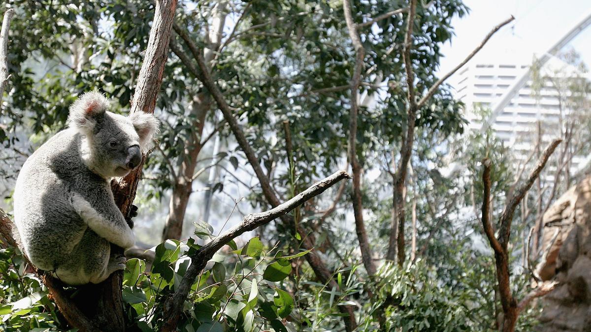 NSW Government Agrees to New Koala Policy