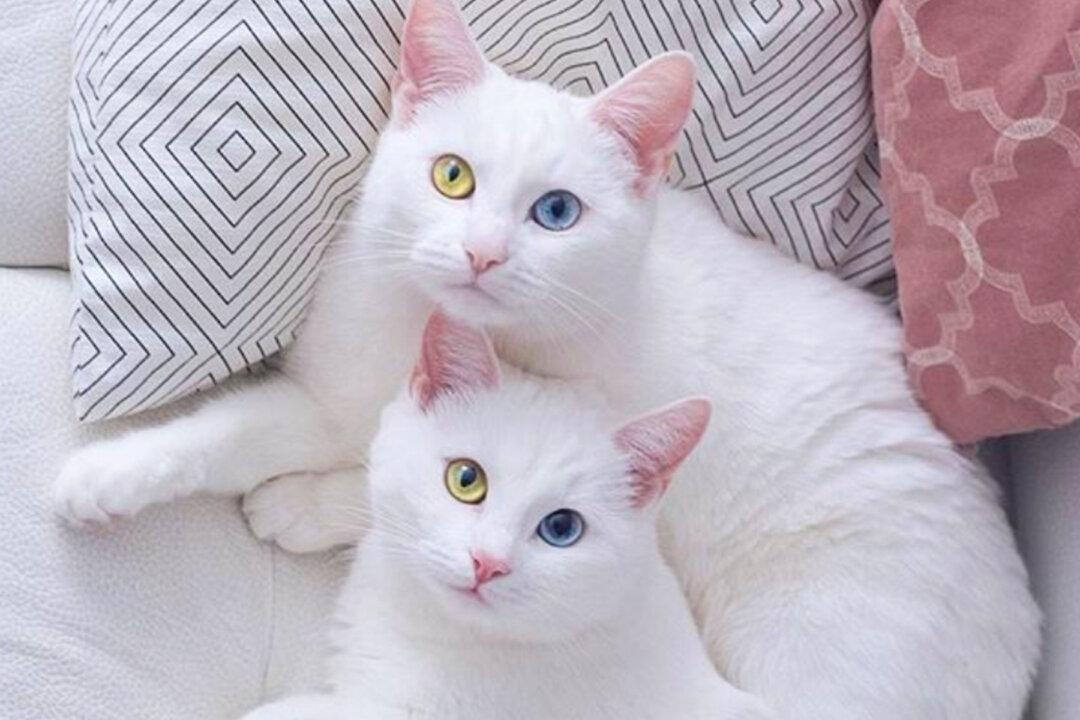 Cat Twin Sisters With Rare Eye Condition Have 2 Different-Color Eyes, Garner Fame on Instagram