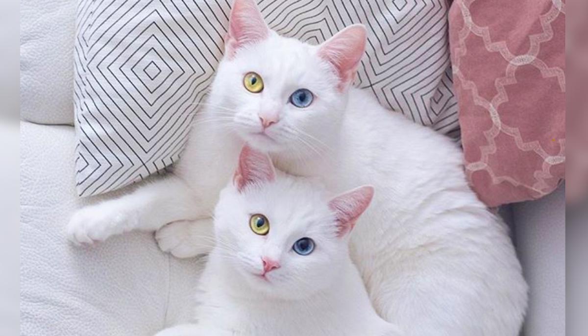 Cat Twin Sisters With Rare Eye Condition Have 2 Different-Color Eyes, Garner Fame on Instagram
