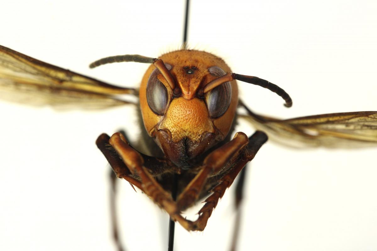 Third Asian Giant ‘Murder’ Hornet Found in Washington State