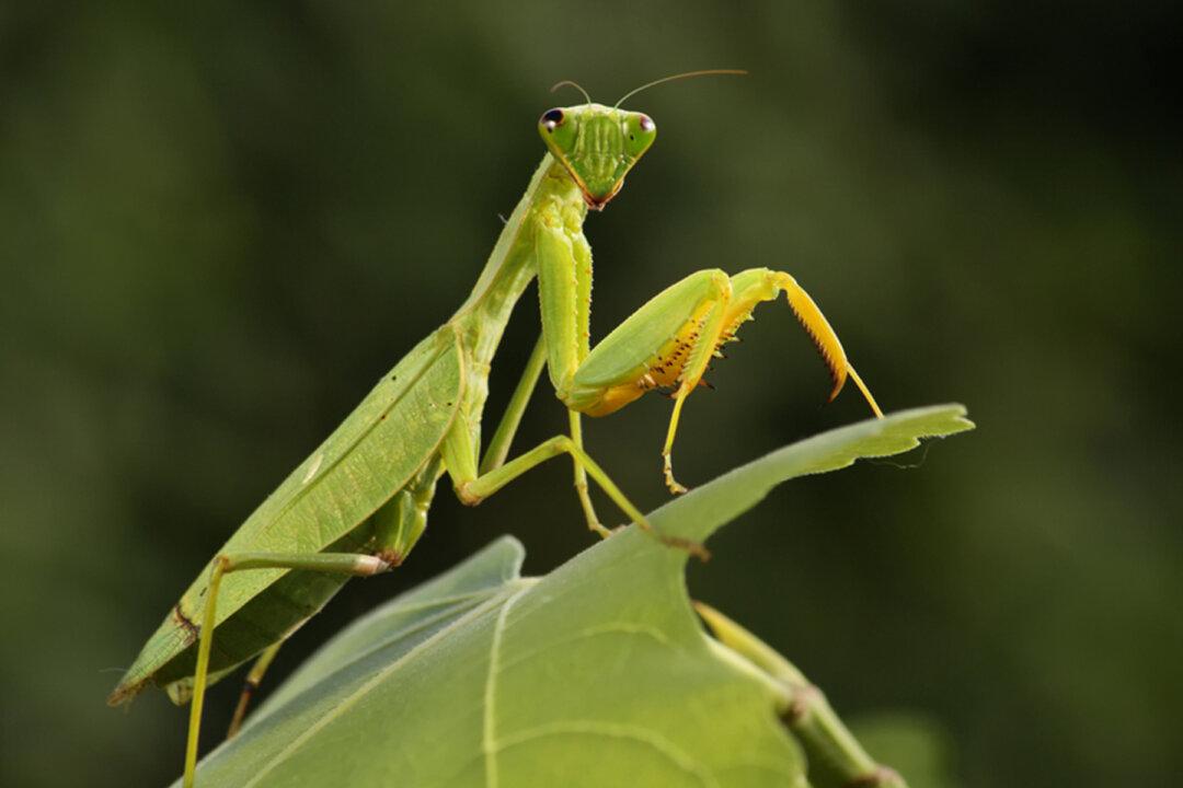 Shocking Video Shows Praying Mantis Ambush ‘Murder Hornet’ and Start Eating Its Brains