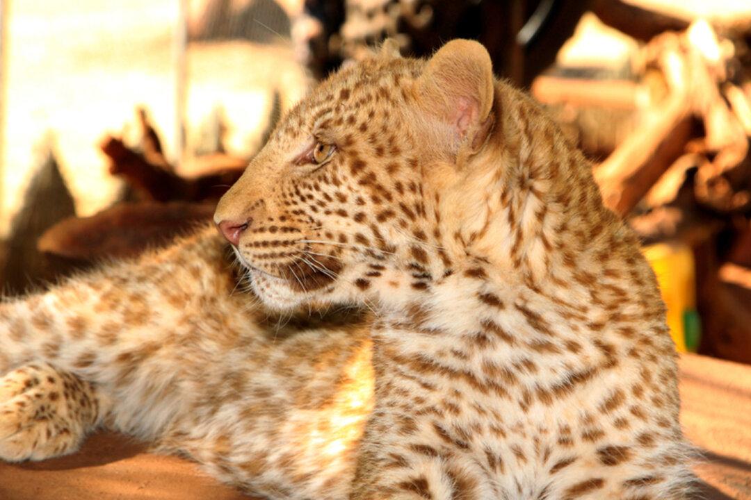 Researcher Photographs Extremely Rare ‘Strawberry’ Leopard With Motion-Sensing Camera in South Africa