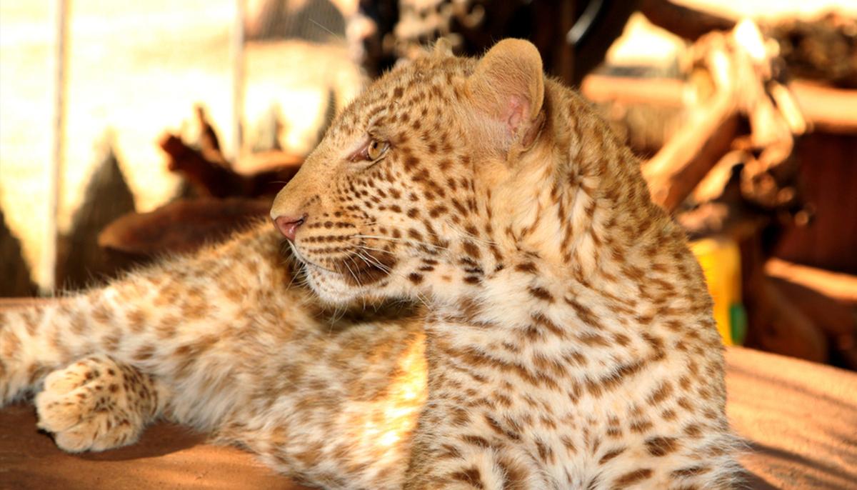 Researcher Photographs Extremely Rare ‘Strawberry’ Leopard With Motion-Sensing Camera in South Africa