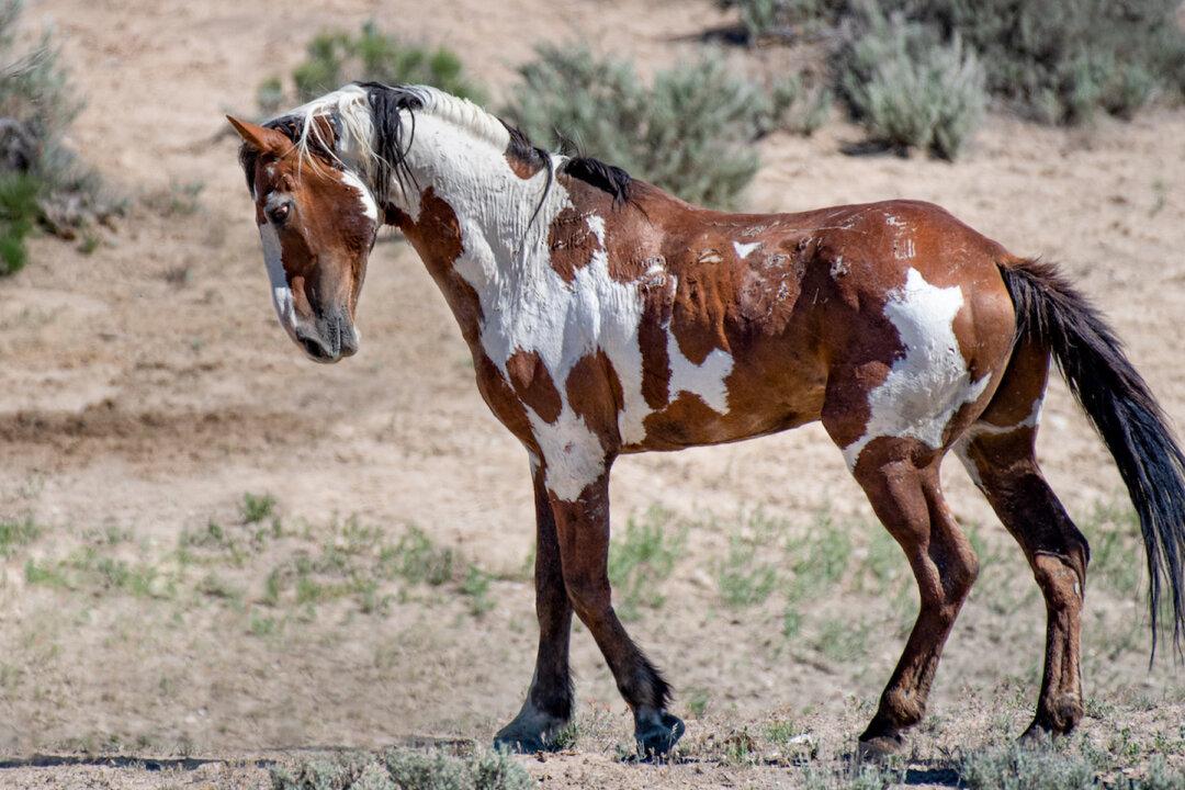Meet Picasso, America’s Most Famous Wild Horse That Will Stun You With His Beautiful Coat