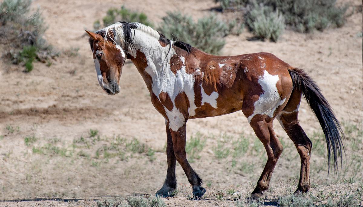Meet Picasso, America’s Most Famous Wild Horse That Will Stun You With His Beautiful Coat
