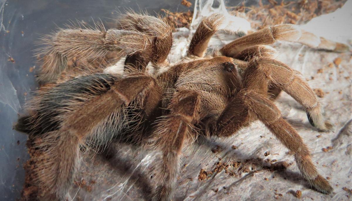 Man Discovers Puppy-Sized Tarantula While Walking in the Rainforest–and It’s called the Goliath Birdeater