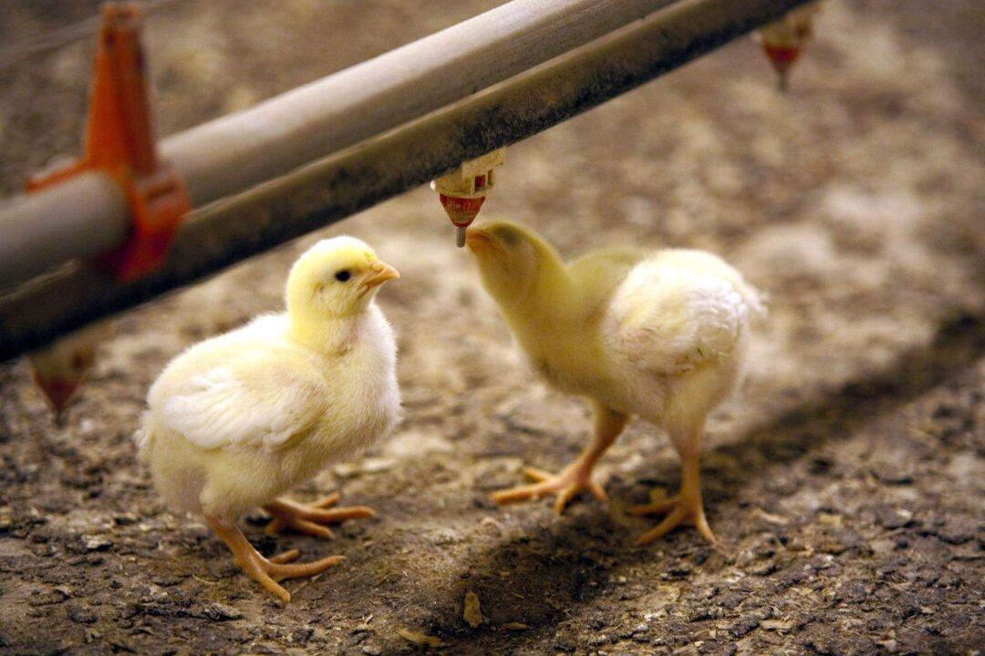 Chicks Spark Salmonella Outbreak in Qld