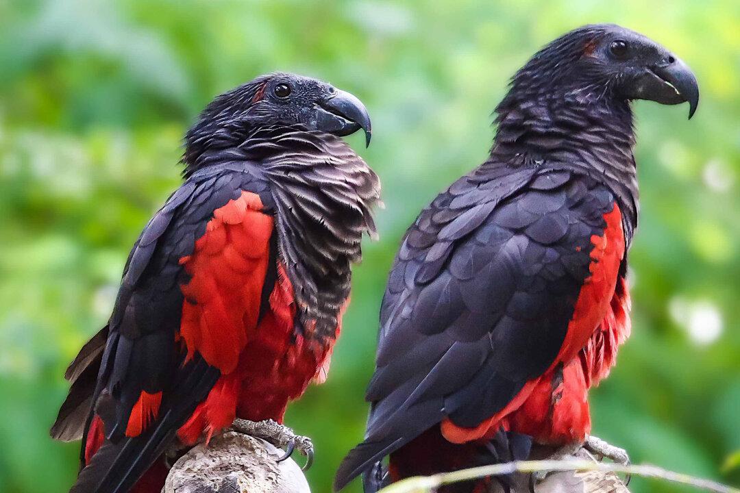The Dracula Parrot Is Hauntingly Beautiful but Dwindling as Poachers Hunt for Their Feathers