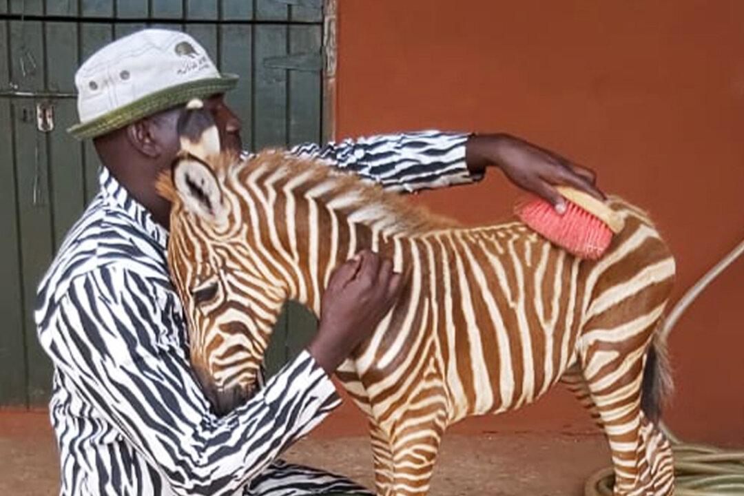 Wildlife Rescuers Wear Special Striped Coat to Become ‘Mother’ for Orphaned Baby Zebra