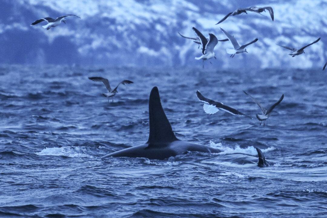 Canadian-Based Scientist Finds Type D Killer Whales, the ‘Rarest Marine Mammal’