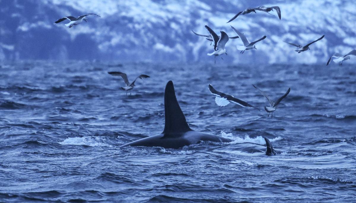 Canadian-Based Scientist Finds Type D Killer Whales, the ‘Rarest Marine Mammal’
