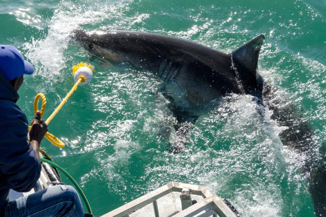 1,000-Pound Great White Shark With Tracking Device Relocated Off Coast of North Carolina
