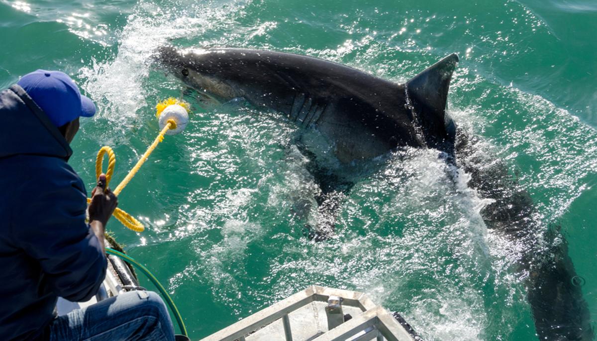 1,000-Pound Great White Shark With Tracking Device Relocated Off Coast of North Carolina