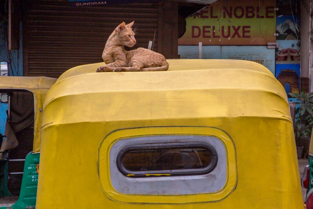 Cats Can Spread the CCP Virus to Other Cats, Study Finds