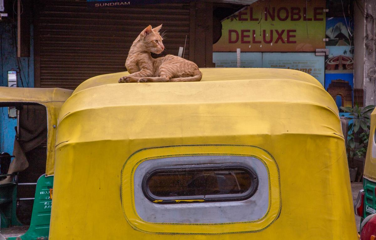 Cats Can Spread the CCP Virus to Other Cats, Study Finds