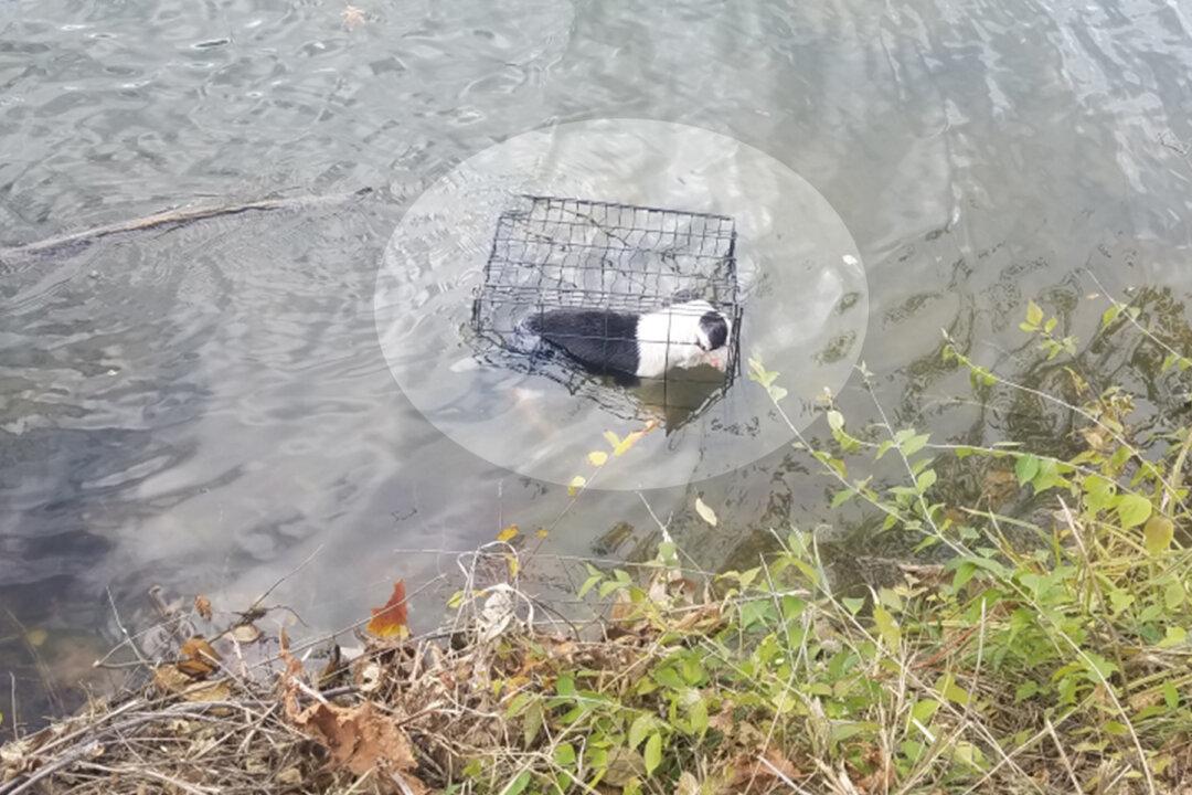 Man Spots Caged Abandoned Dog in a Frigid Lake, Leaps In to Rescue Her, Gives Her New Home