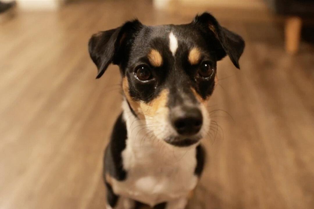 Dog That Once Struggled to Find a Forever Home Can Spell Her Name and Count Numbers