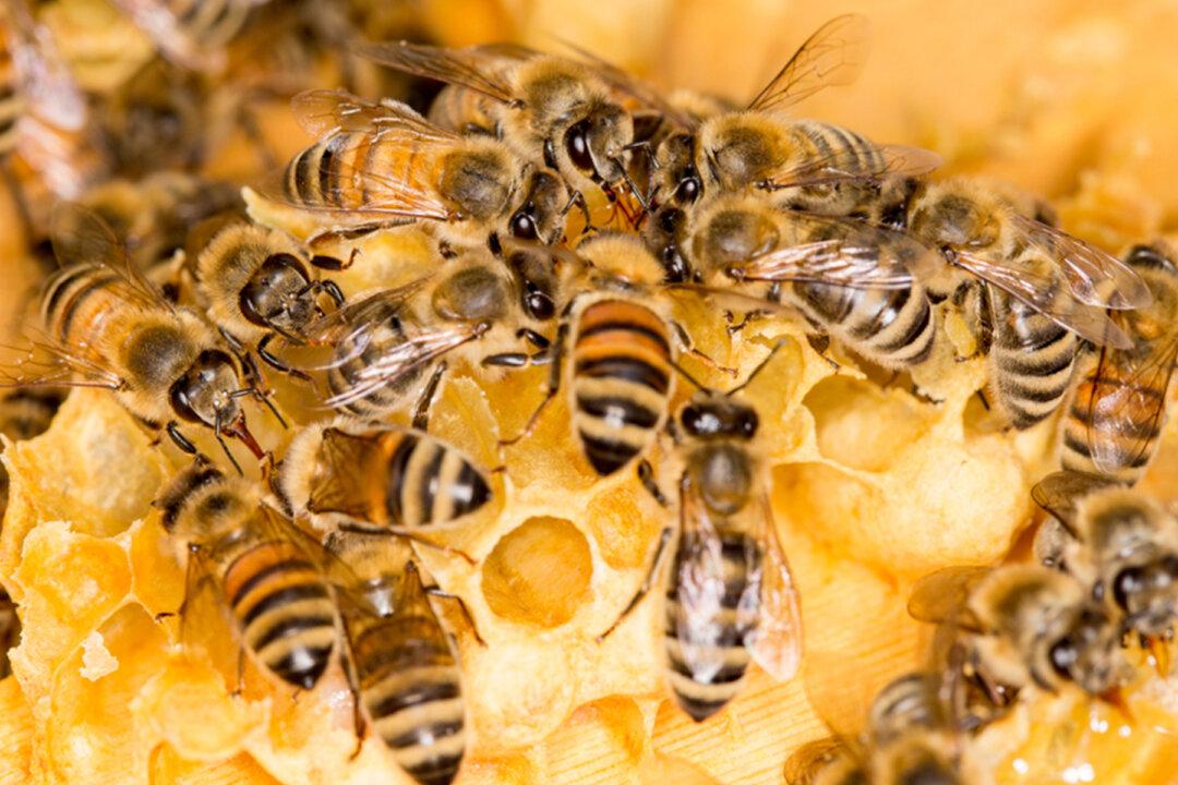 Japanese Honeybees Deploy Swarm and ‘Roast’ Attack to Kill ‘Murder Hornets’ by Raising Body Temperature