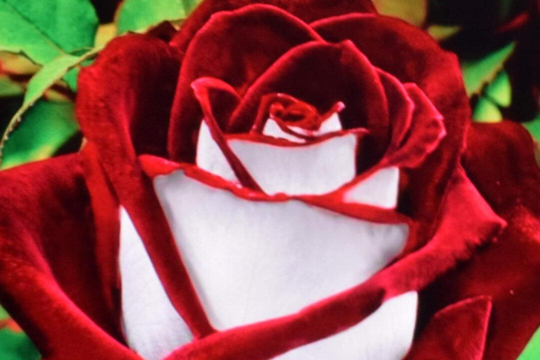 Rare Double-Colored Osiria Rose ‘Is Not a Scam’ but Typically Hard to Grow