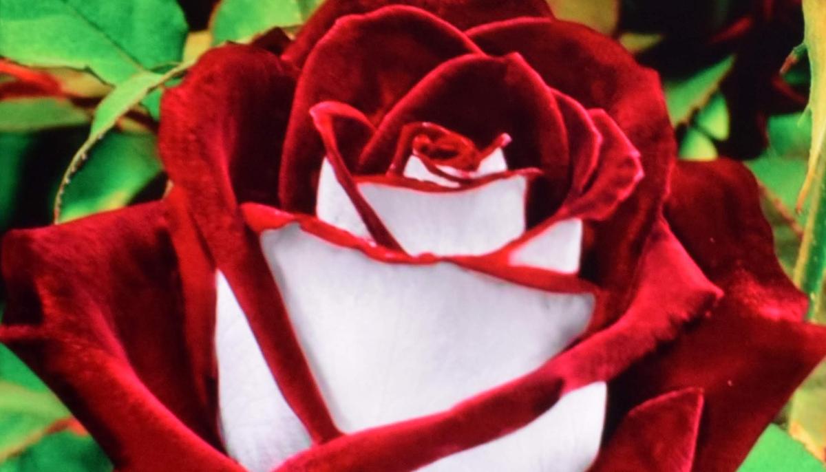 Rare Double-Colored Osiria Rose ‘Is Not a Scam’ but Typically Hard to Grow