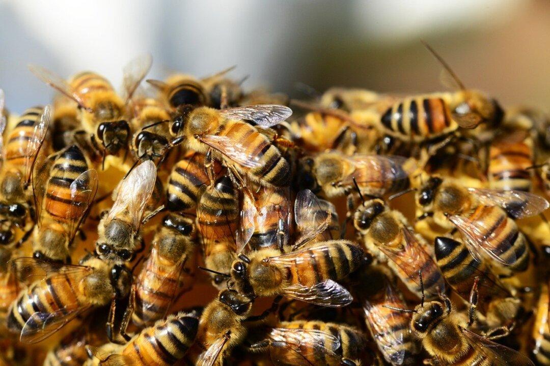 Bee Swarm in Arizona Kills 3 Dogs: Fire Officials