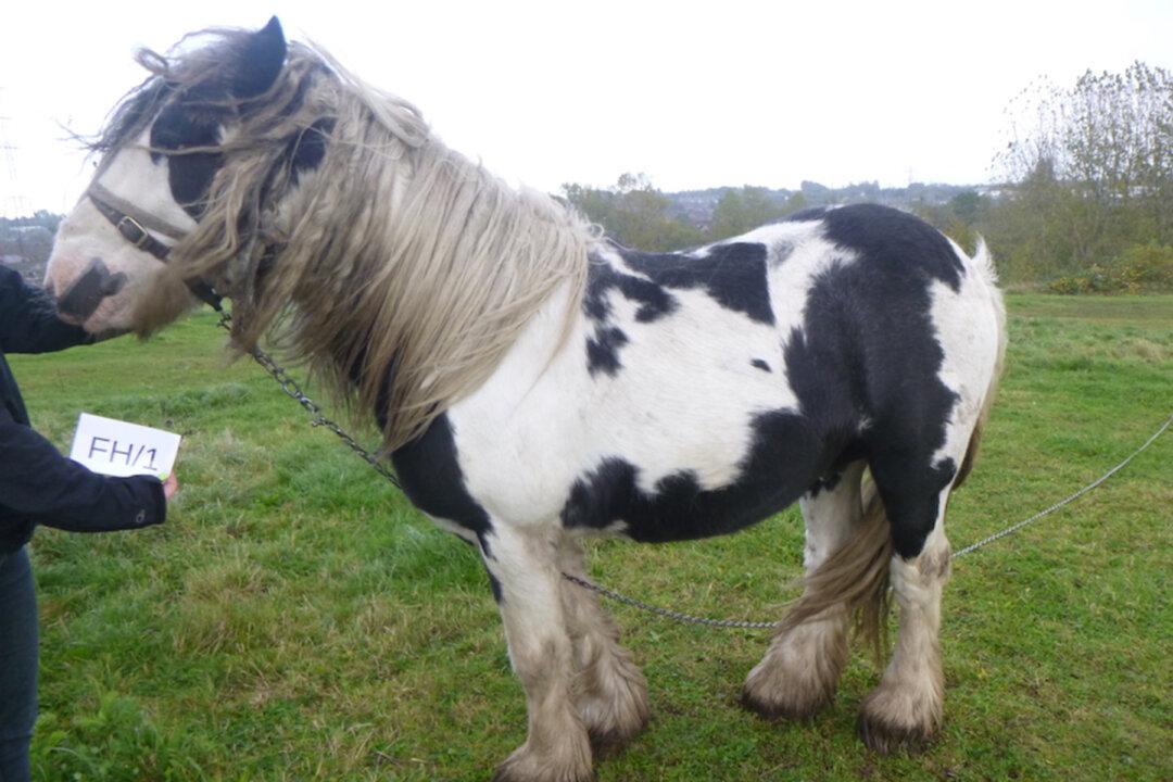 Horse With Maggot-Infested Head Wound From Headcollar Rescued From Neglect