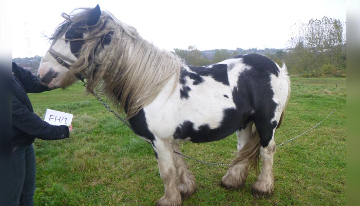 Horse With Maggot-Infested Head Wound From Headcollar Rescued From Neglect