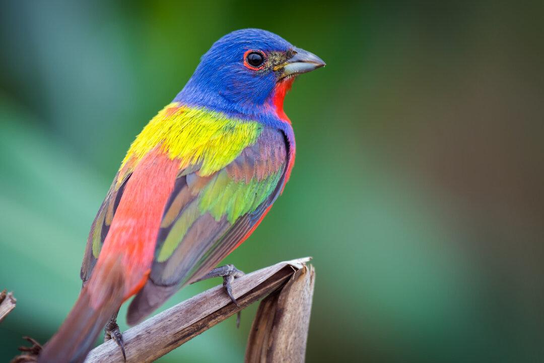 The ‘Painted Bunting’ Bird Is a Spectacular Work of Art by Nature, but Why Are They Dwindling?