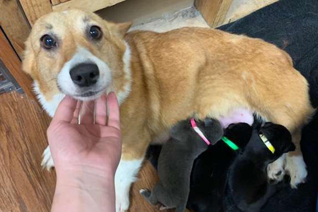 Pregnant Corgi Mom Rescued From Puppy Mill ‘Adopts’ Litter of Abandoned Pit Bull Pups As Her Own