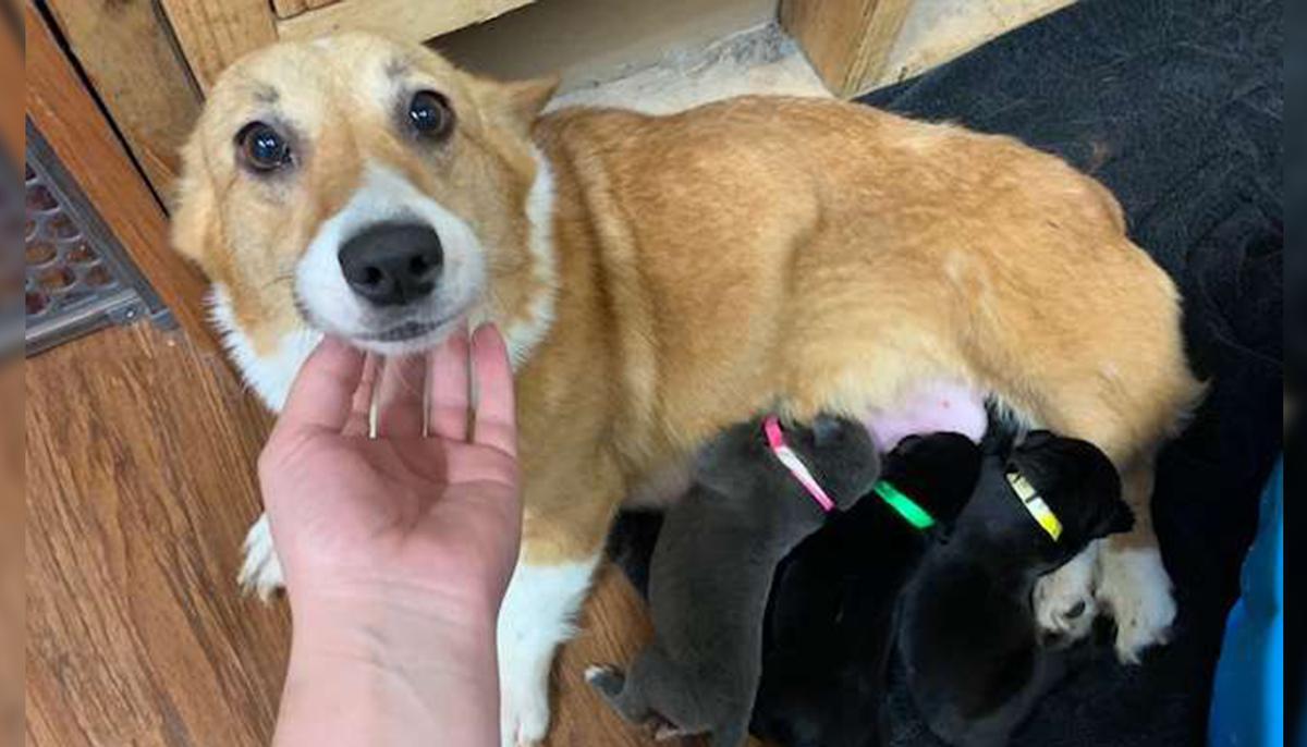 Pregnant Corgi Mom Rescued From Puppy Mill ‘Adopts’ Litter of Abandoned Pit Bull Pups As Her Own