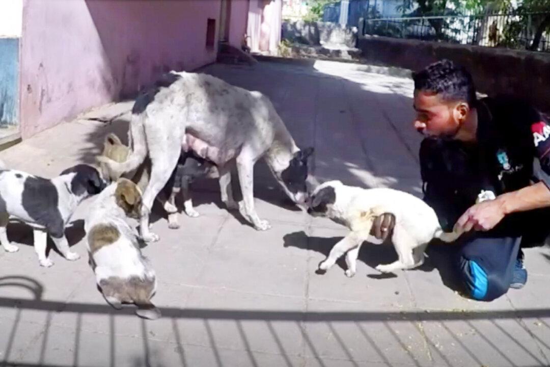 Puppy With Two Deep Wounds Recovers and Reunites With Mama Dog After She Cried for Help