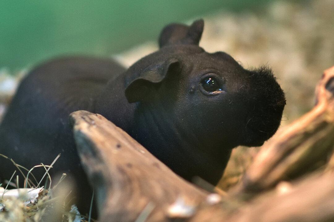 Adorable Hairless ‘Skinny Pigs’ Are Lab Rodents That Look Just Like Miniature Hippos