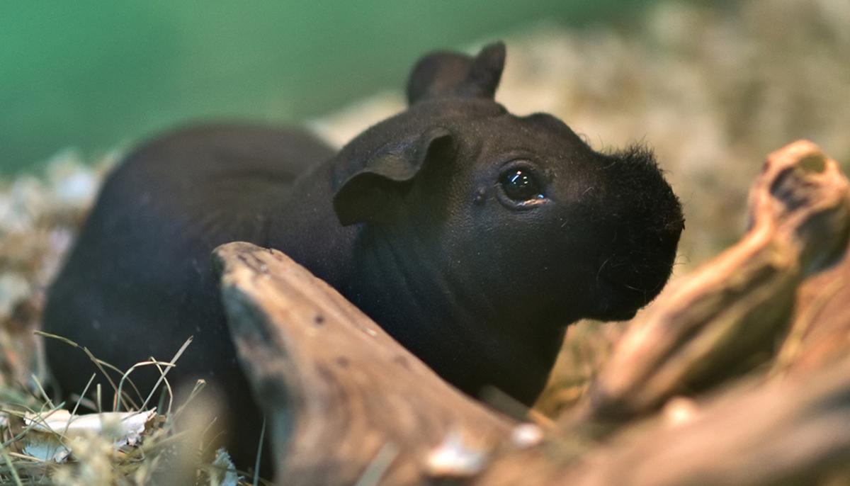 Adorable Hairless ‘Skinny Pigs’ Are Lab Rodents That Look Just Like Miniature Hippos