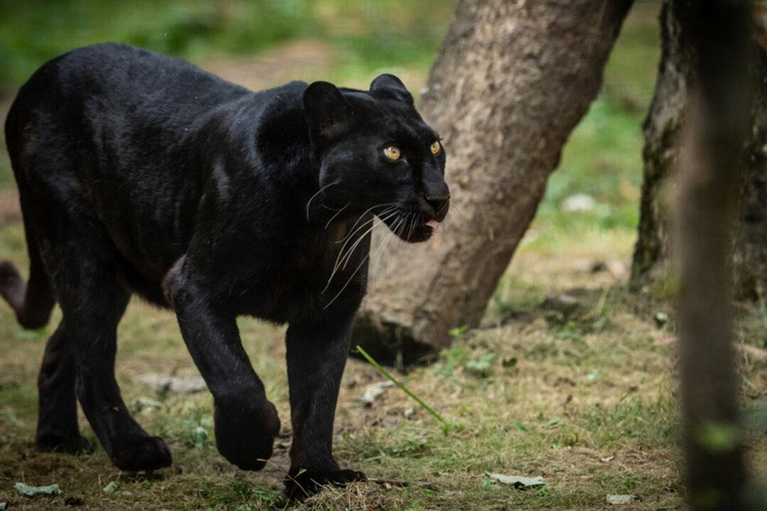 Netizens Excited by Photo of Elusive Black Panther Captured in an Indian Sanctuary