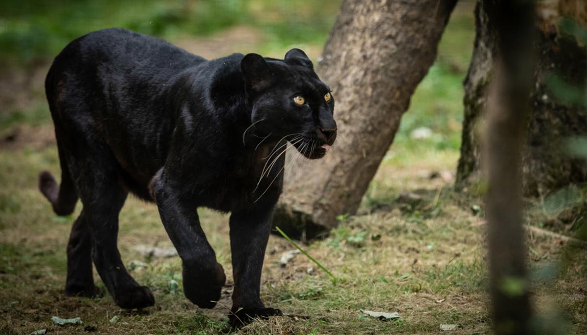 Netizens Excited by Photo of Elusive Black Panther Captured in an Indian Sanctuary