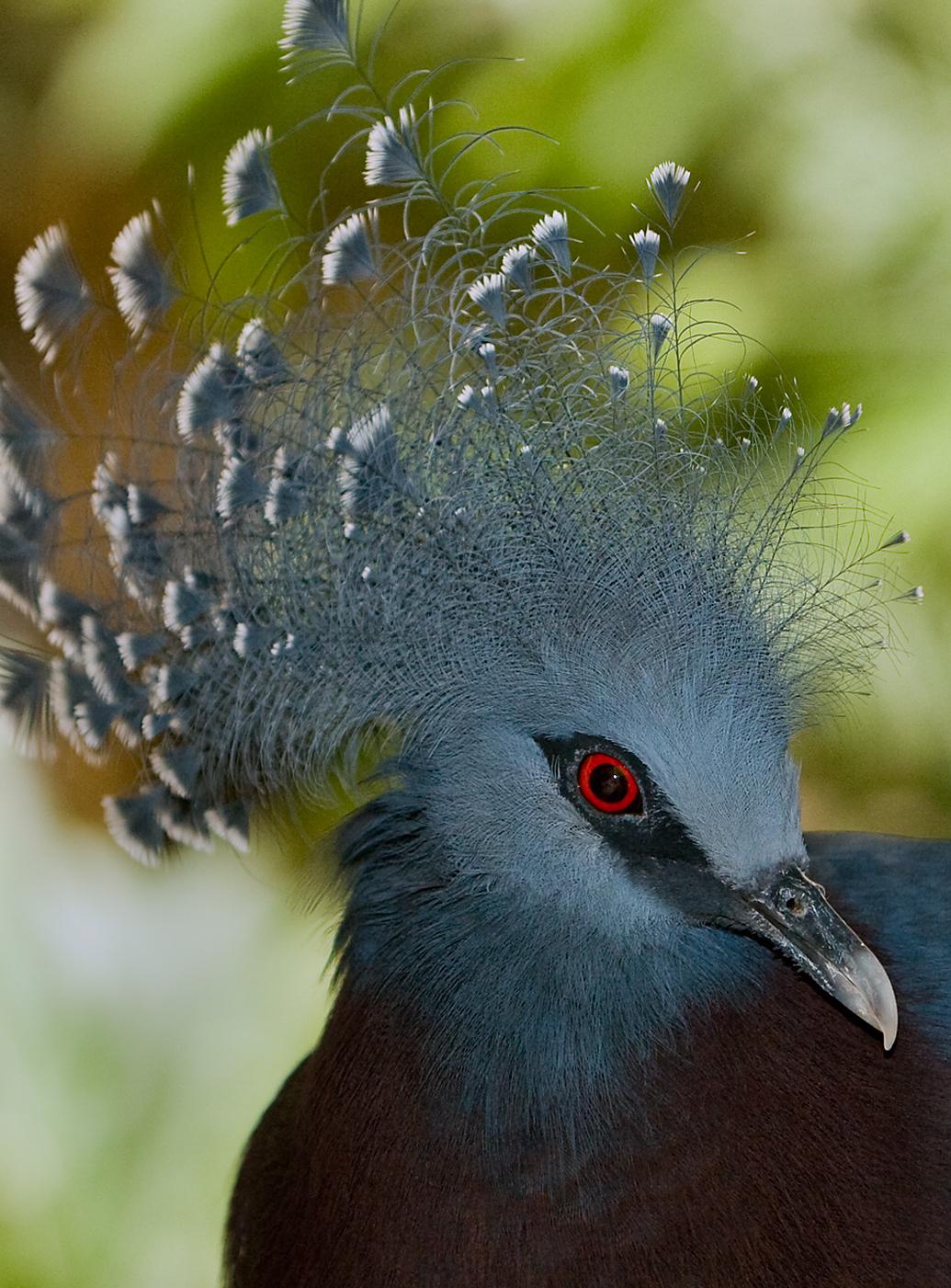 (<a href="https://en.wikipedia.org/wiki/File:VictoriaCrownedPigeon.jpg">Daniel Demczuk</a>/CC BY-SA 3.0)