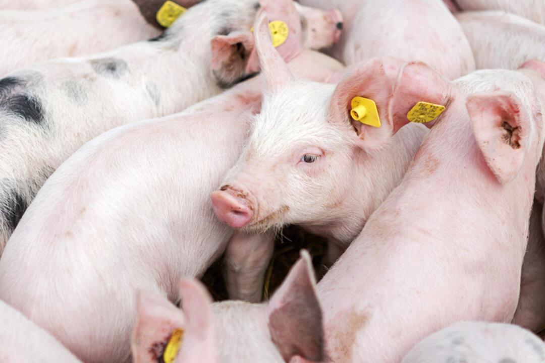 US Hog Farmers Face Euthanizing Millions of Pigs As Meat Plants Remain Non-Operational