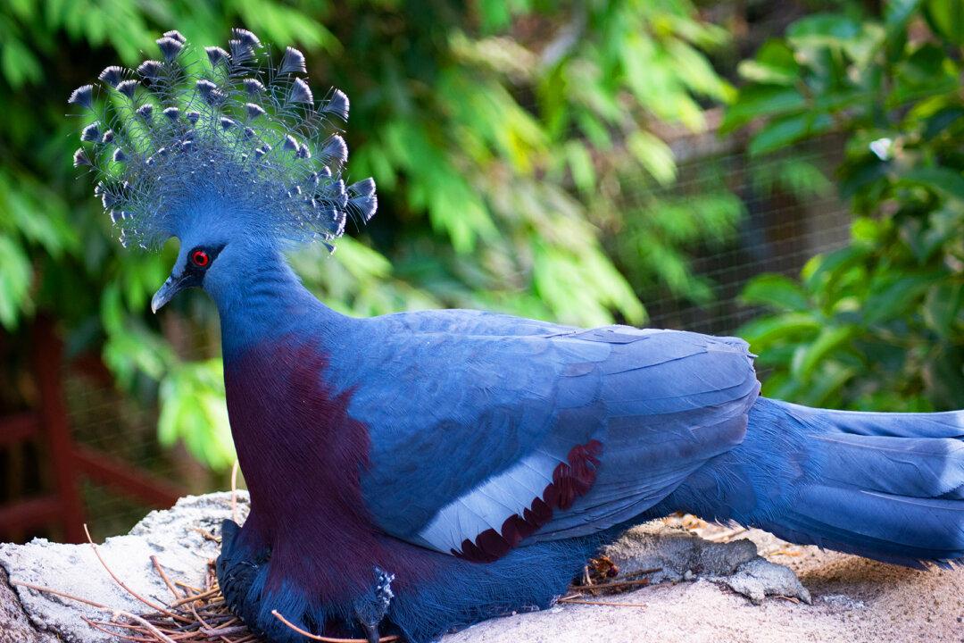 The Victoria Crowned Pigeon Is the Largest, Most Beautiful Pigeon in the World