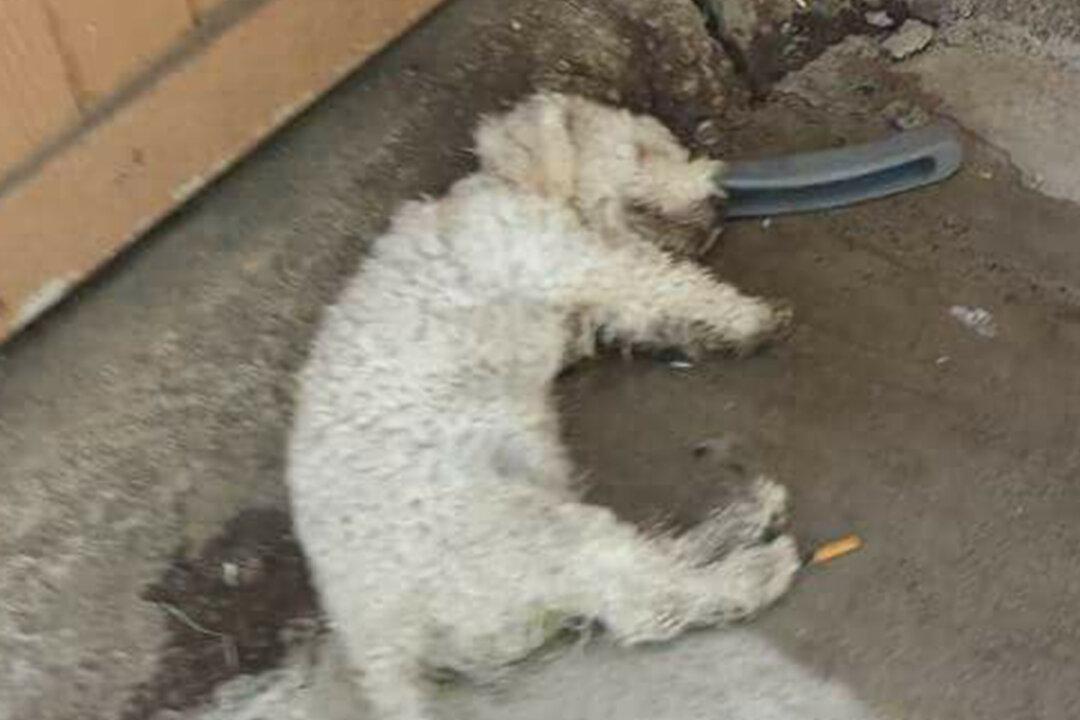 Dog Was Tormented by Kids and Looked ‘Dead,’ but Came ‘Out of His Shell’ After Being Saved